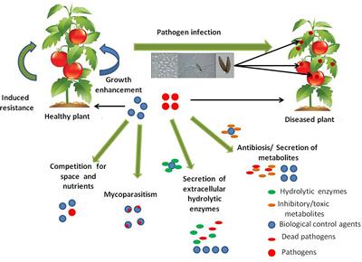 Fungi vs. Fungi in Biocontrol: An Overview of Fungal Antagonists Applied Against Fungal Plant Pathogens